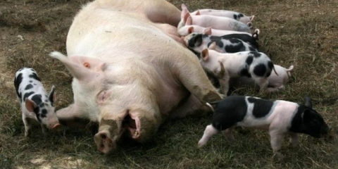 Koliko svinja nosi prasad